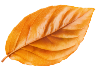 A vibrant orange leaf showcasing intricate vein patterns. Isolated on transparent white background, png	
