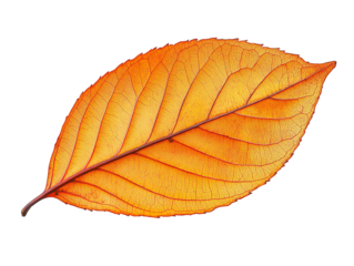 A vibrant orange leaf against a black background, showcasing autumn's beauty and intricate details. Isolated on transparent white background, png	
