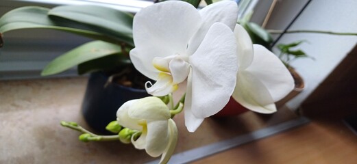 orchidee