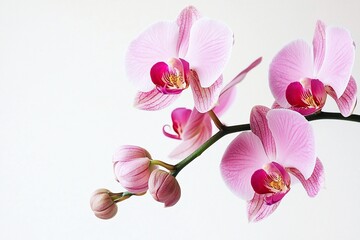 Obraz premium Elegant Pink Orchids Against a Minimalist Background