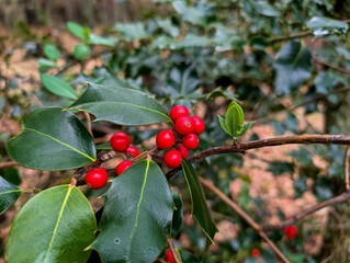 fruits, tree, autumn, leaves, nature, botany, branch, forest, pl