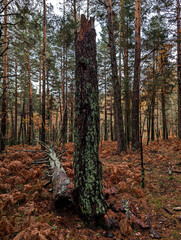 landscape, view, nature, forest, trees, plants, morning, spain,