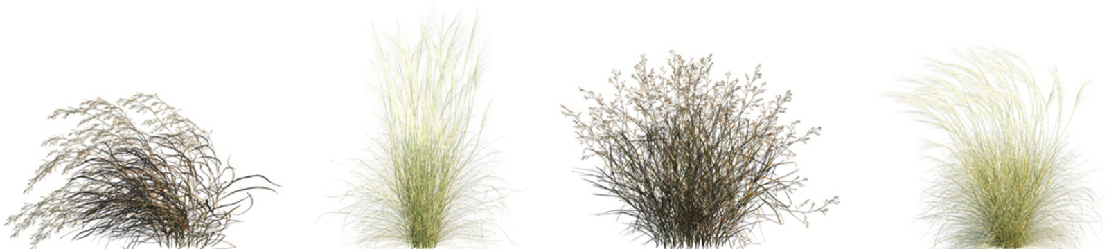 Set of Panicum virgatum (commonly known as switchgrass) and Stipa capillata isolated frontal png on a transparent background perfectly cutout