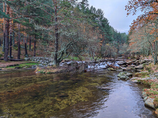 river, autumn, trees, plants, landscape, nature, morning, colors