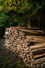 Holzstapel im herbstlichen Wald