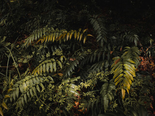 Fresh natural leaves pattern. Beautiful tropical background made with young green fern leaves. Dark and moody feel. Selective focus. Negative space. Concept for design. Flat lay, low-key lighting.
