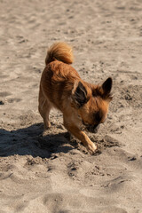 Chihuahua gräbt im Sand

