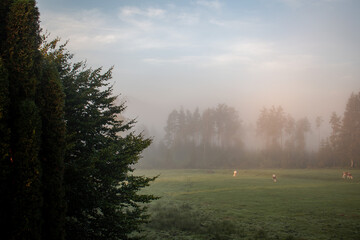 Grasende Kühe im Morgennebel