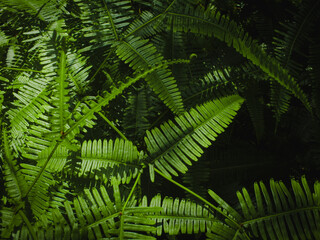 Fresh natural leaves pattern. Beautiful tropical background made with young green fern leaves. Dark...