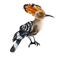 Obraz premium A realistic digital watercolor illustration of a hoopoe bird, highlighting its striking orange crest, black-tipped feathers, and intricate plumage patterns