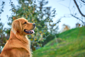 A joyful golden retriever bounds through a field of tall grass, its fur catching the sunlight