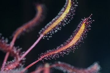 アフリカナガバノモウセンゴケ