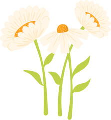 Handdrawn daisy flower illustration
