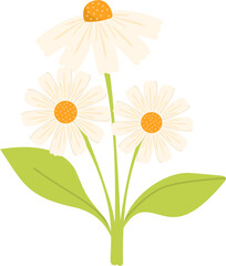 Handdrawn daisy flower illustration