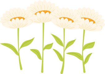 Handdrawn daisy flower illustration