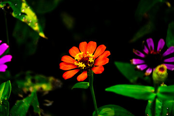 orange flower in the garden