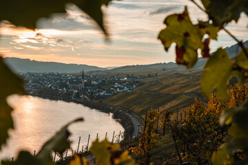 view of the Kroever vineyards in autumn season Germany Moselle River Valley