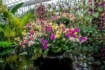 Beautiful orchid flowers in the garden