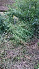 309)northern giant hornet's nest beside the field(Photo taken at 14:20 on august 14, 2015) vespa mandarinia japonica