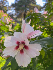 in September, bright flowers bloom on the streets of Kobuleti in Georgia