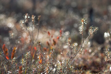 Wild rosemary in the rays of the evening sun. Brightly shining wild rosemary in the rays of the sun. Natural textures