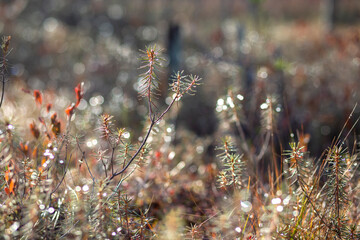 Wild rosemary in the rays of the evening sun. Brightly shining wild rosemary in the rays of the sun. Natural textures