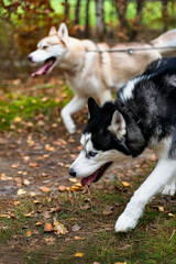 wo beautiful Siberian Huskies, one black-and-white and the other light brown, walk enthusiastically on a forest trail. Surrounded by autumn's vibrant colors, they exude energy and joy.