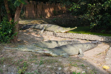 Freshwater crocodile closeup