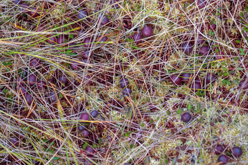 Wild cranberries growing in bog, autumn harvesting