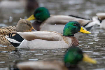 Obraz premium Group of Mallard ducks swimming in pond