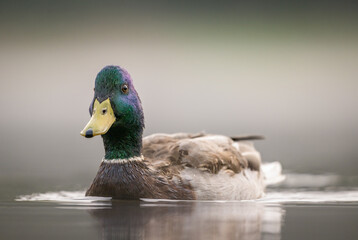 Mallard duck male swimming on misty lake