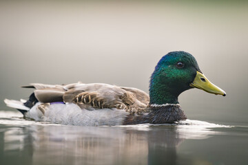 Mallard duck male swimming on misty lake