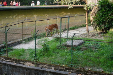 An old tiger is walking silently on the grassland in the zoological park  © DEBU