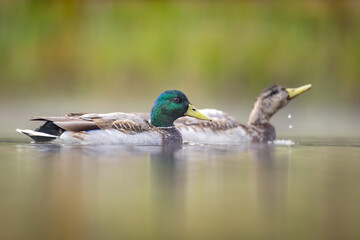 Two Mallard ducks swimming on misty lake