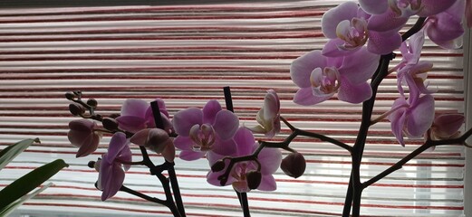 orchidee