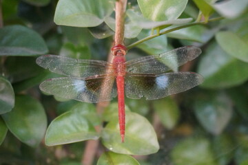 Red Dragonfly sitting on tree branch