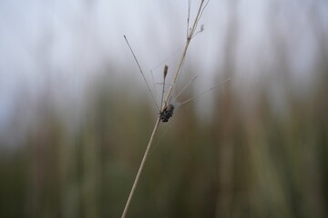 A wild fly is sitting on a grass