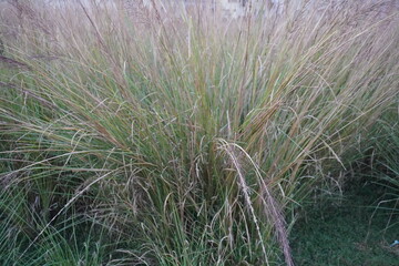 Muhly grass Plant