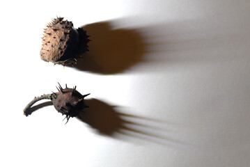 On a white background, two chestnut trees stand, casting long, beautiful shadows.