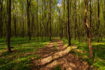 into the spring deciduous forest with lush young green vegetation and thin trees in bright daylight in good April weather a dirt road strewn with last year's dry leaves deepens