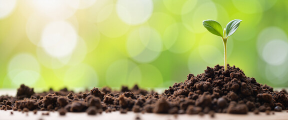 Assorted chocolate truffles in elegant gift box on pink background