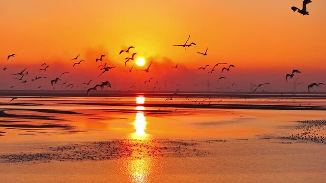 Winter migratory birds and white cranes at sunset