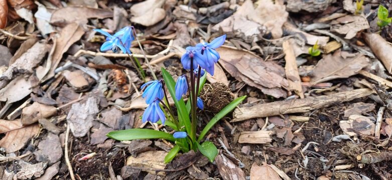 blaustern