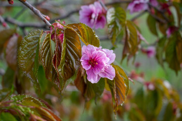 Apple blossom. Bright pink apple blossoms and fresh spring leaves.