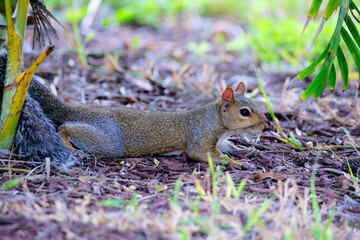 Grauhörnchen