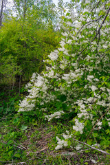 Bird cherry blossoms. Lots of little white bird cherry flowers. Feeling of spring, innocence and new beginnings.
