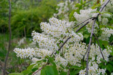 Bird cherry blossoms. Lots of little white bird cherry flowers. Feeling of spring, innocence and new beginnings.