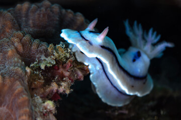 Loch's Chromodoris (Chromodoris lochi). Photo was taken in North Sulawesi, island Bangka, Indonesia