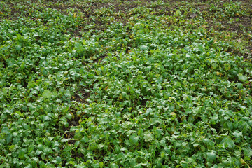 Green plant oil radish. Soil fertilizer, garden