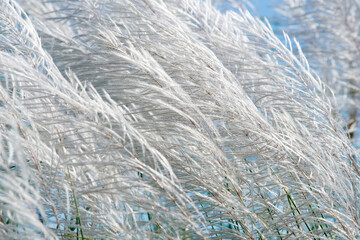 Beautiful Close-Up of Soft White Pampas Grass Swaying Gently in the Breeze Against a Blue Sky, Capturing the Natural Elegance of Summer Flora